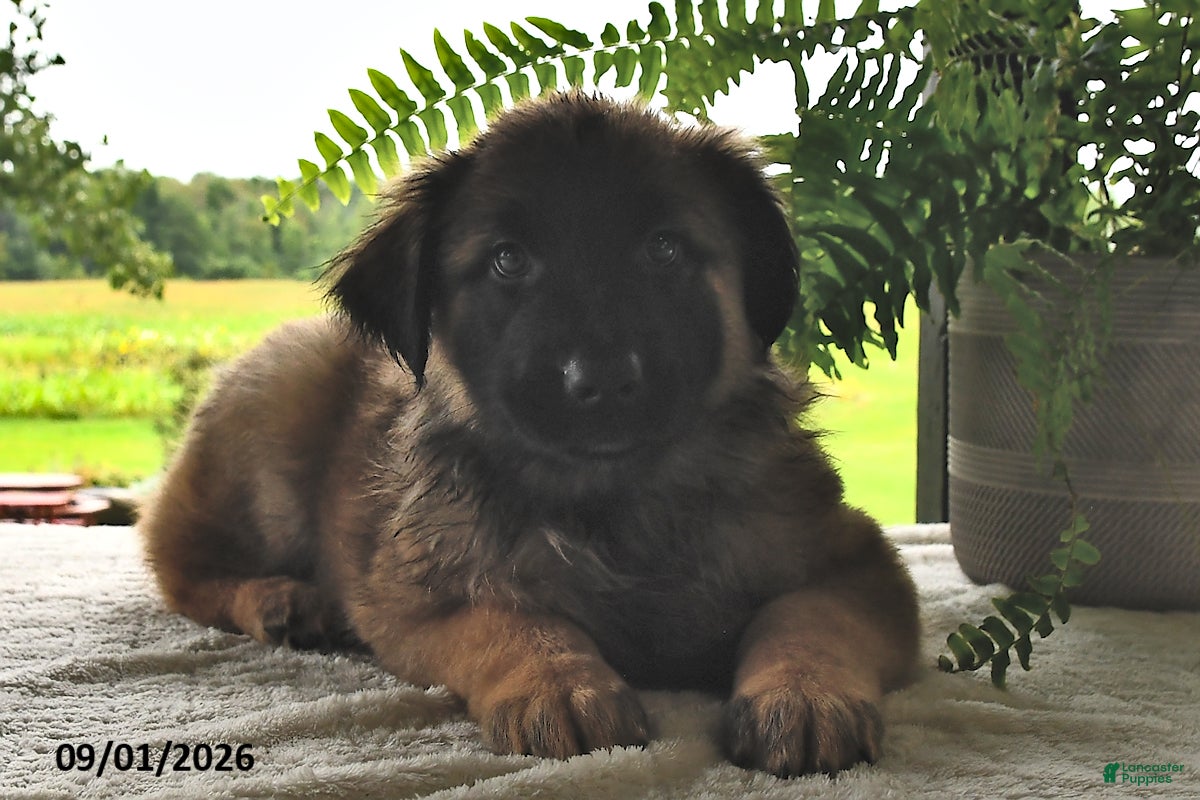 Mixed Breed dogs Buster - Ad 1