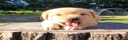 Labrador Retriever dogs for sale: Lexi - Ad 16