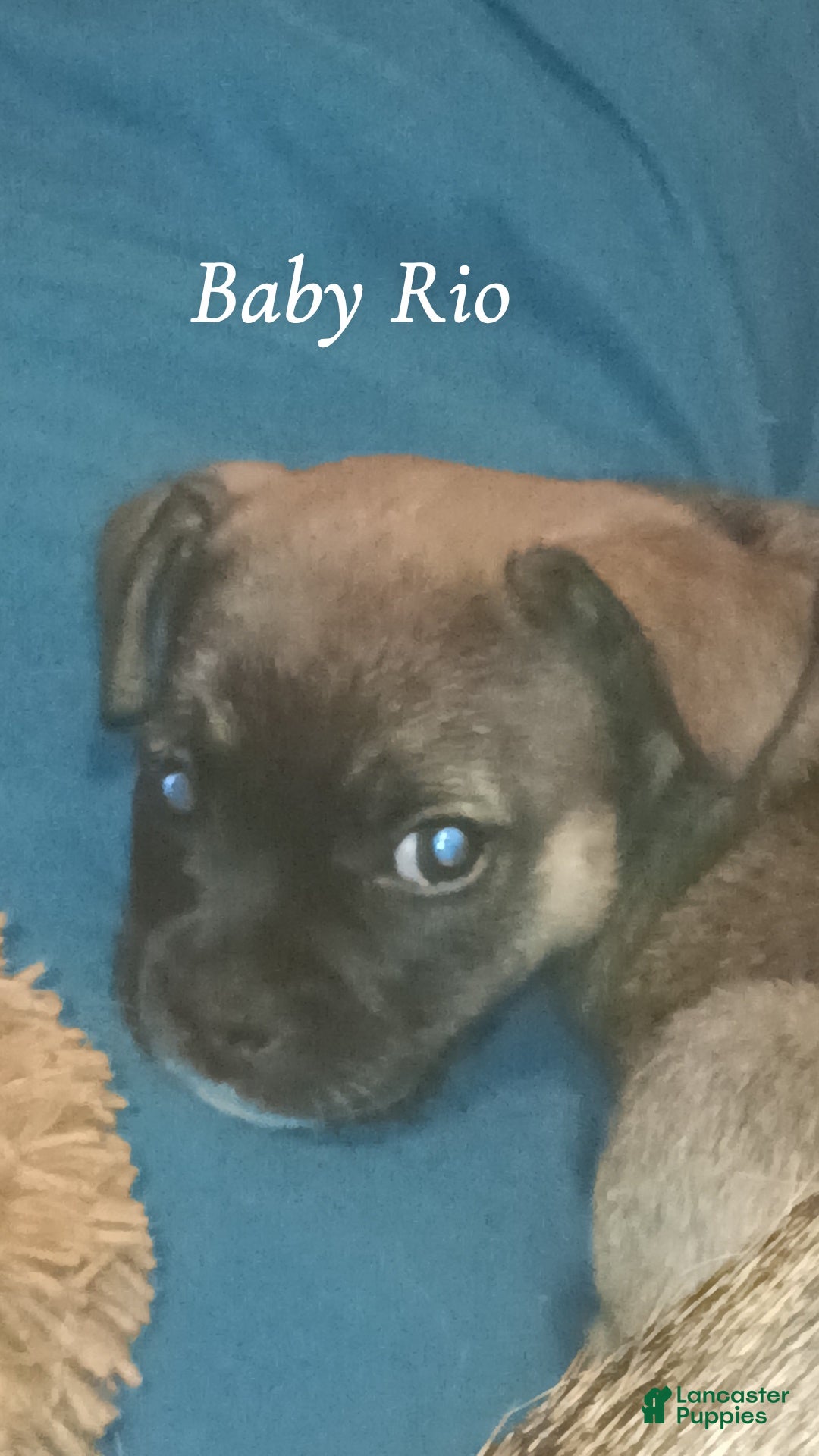 Mixed Breed dogs Baby Rio  - Ad 28