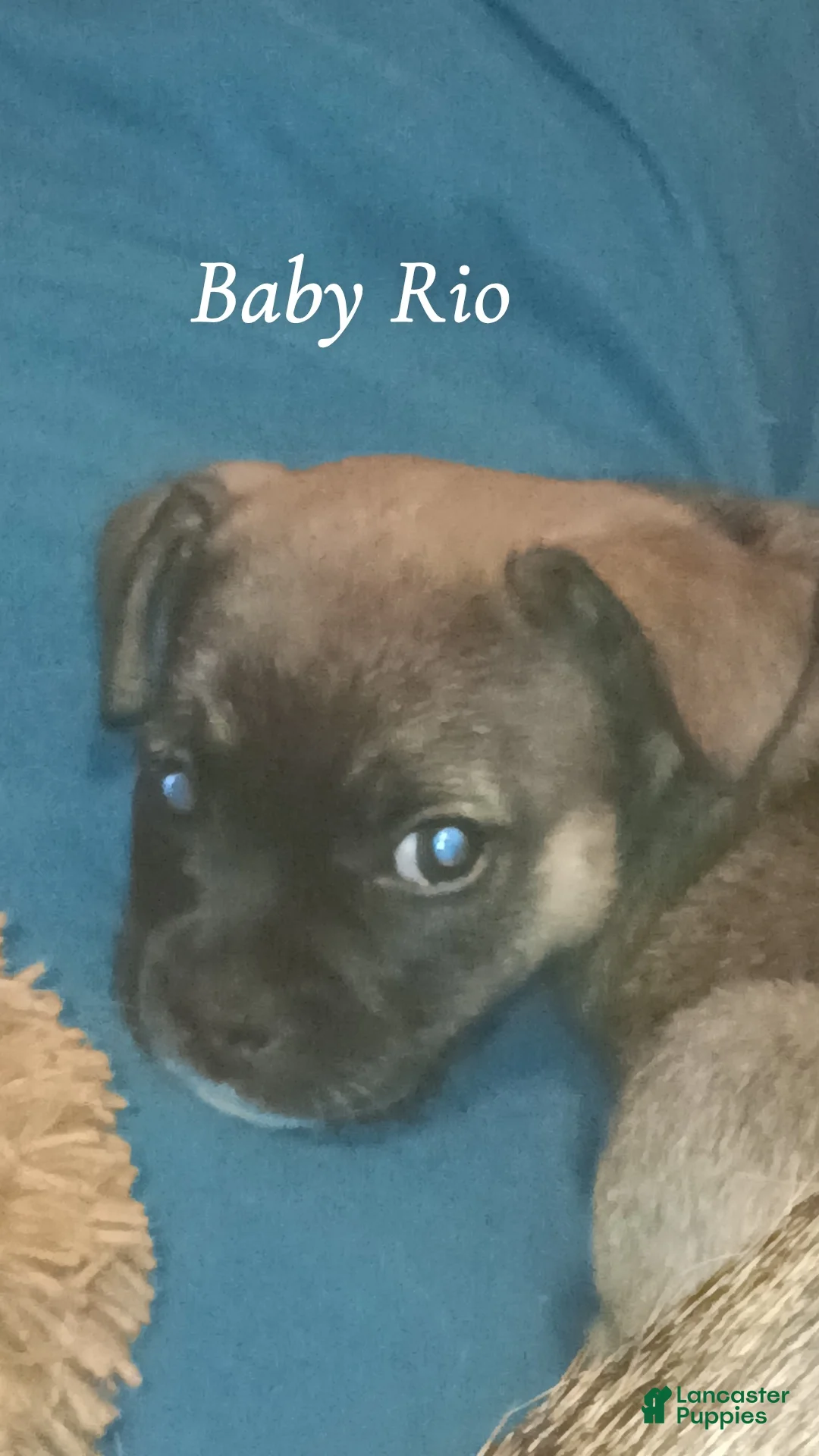 Mixed Breed dogs for sale: Baby Rio  - Ad 1