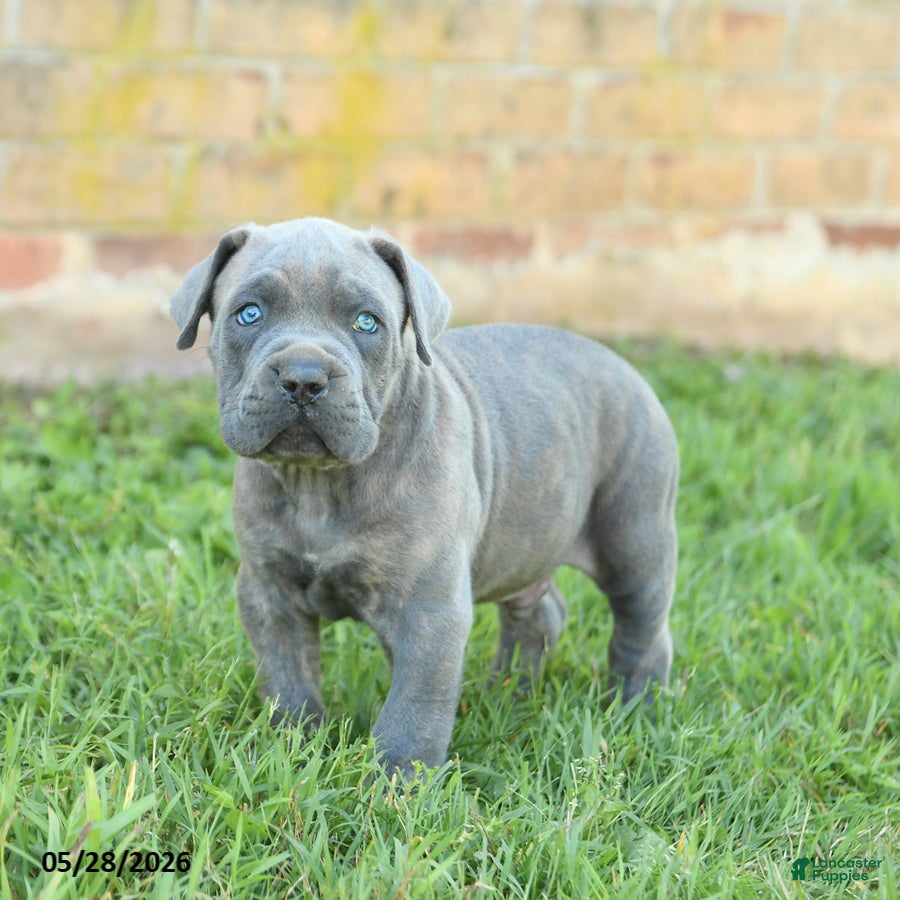 Cane Corso dogs Drake - Ad 2