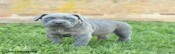 Cane Corso dogs for sale: Drake - Ad 2