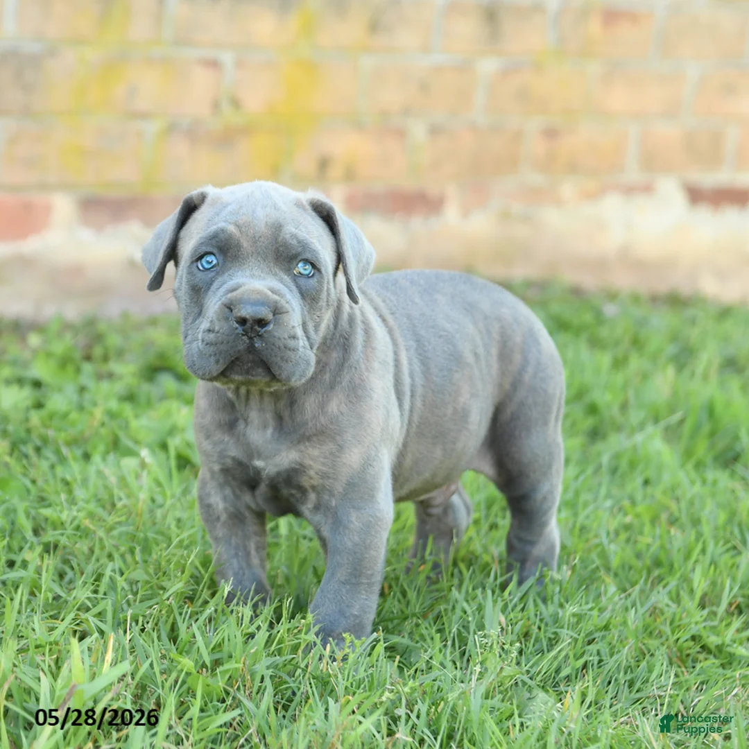 Cane Corso dogs for sale: Drake - Ad 2