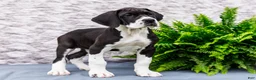 Great Dane dogs for sale: Kim - Ad 4