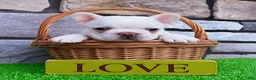 French Bulldog dogs for sale: Dakota - Ad 3