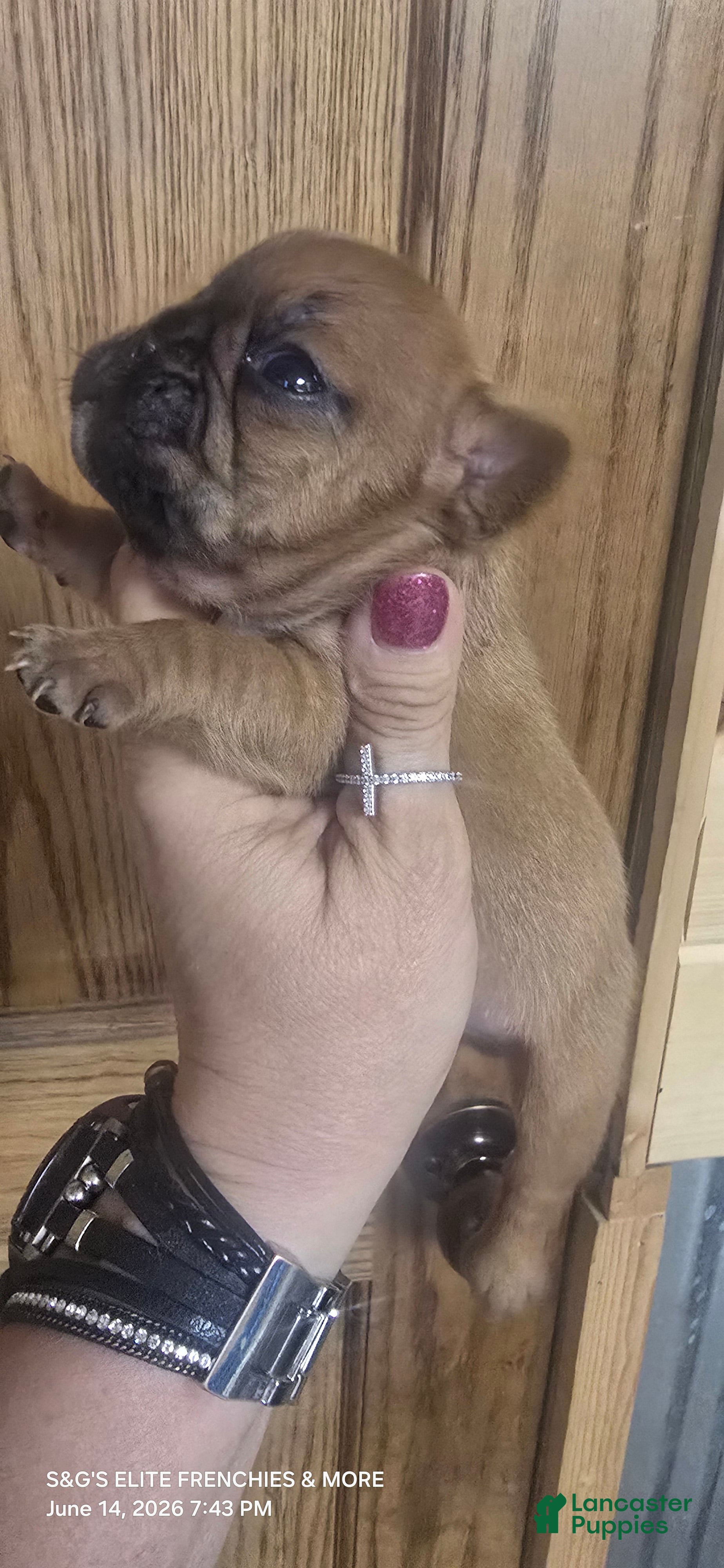 French Bulldog dogs Fire - Ad 6