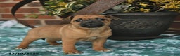 Jug dogs for sale: Joy  - Ad 3