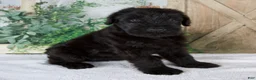 Giant Schnauzer dogs for sale: Kate - Ad 3