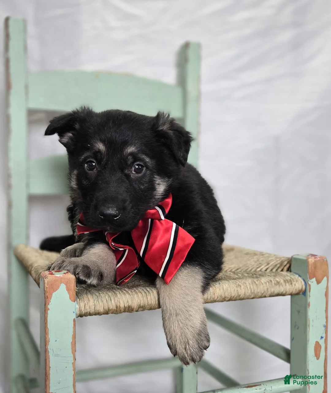 German Shepherd dogs for sale: Rusty - Ad 6