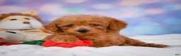 Cavapoo dogs for sale: Dash - Ad 5