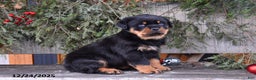 Rottweiler dogs for sale: Rustic - Ad 3
