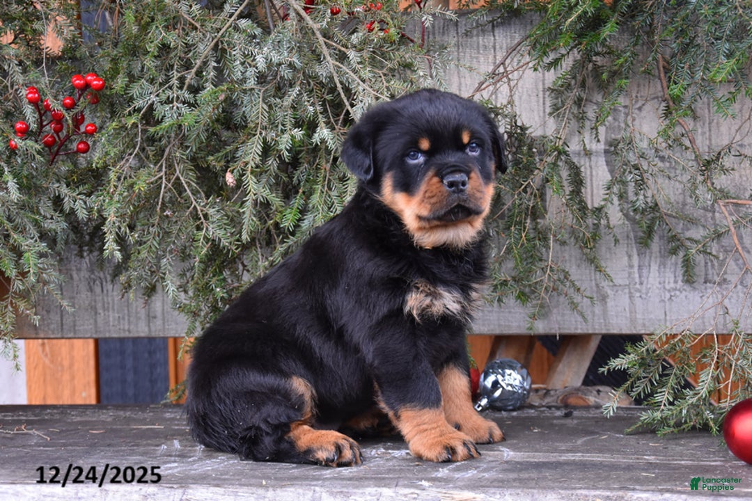 Rottweiler dogs for sale: Rustic - Ad 3