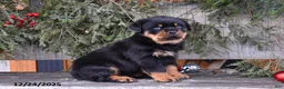 Rottweiler dogs for sale: Rustic - Ad 5