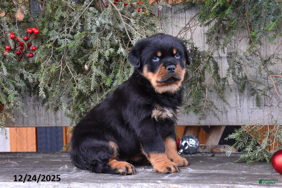 Rottweiler dogs for sale: Rustic - Ad 5