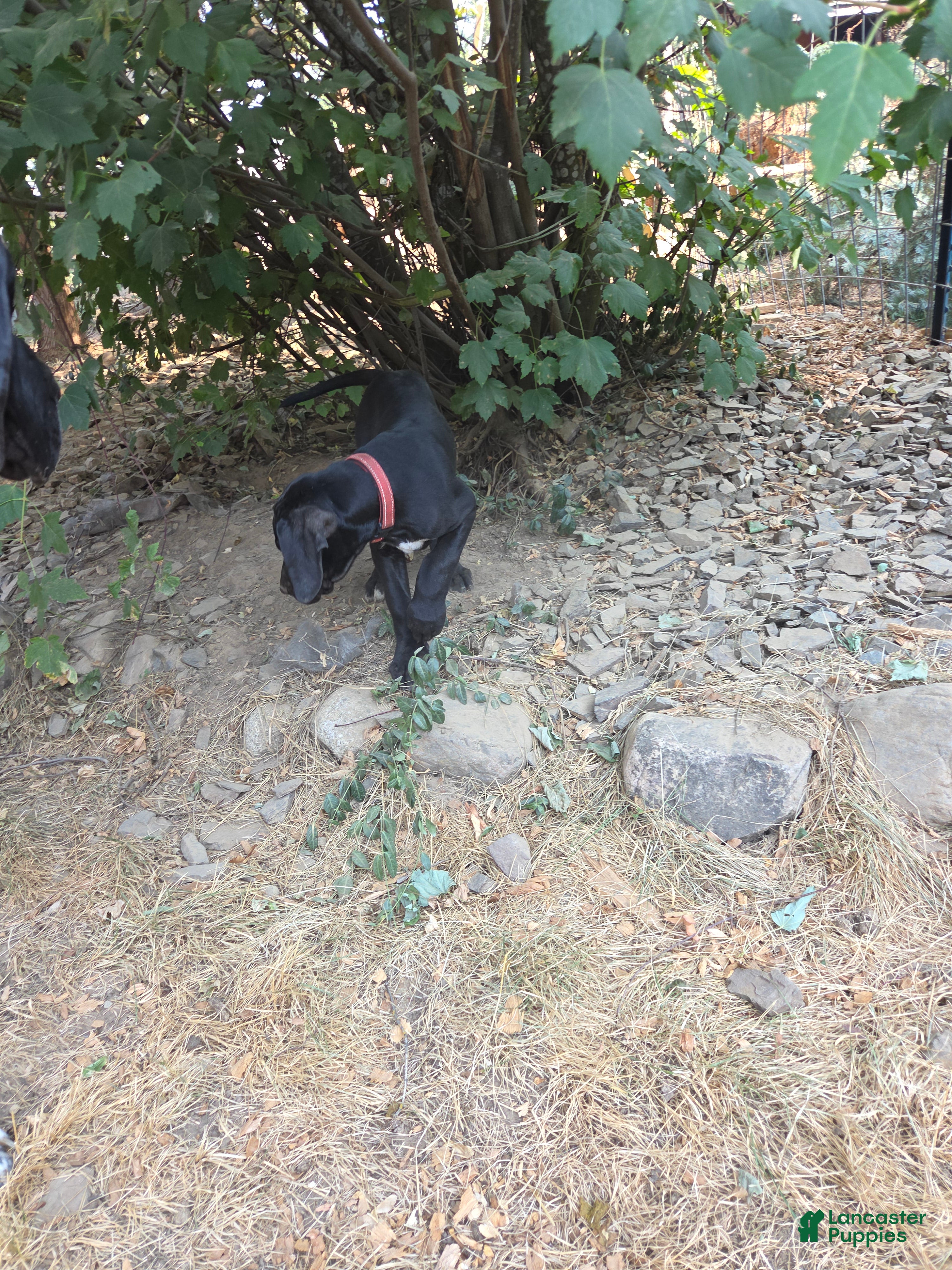 Great Dane dogs Great Dane 4 Red collar - Ad 2