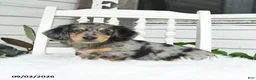 Dachshund dogs for sale: Titan - Ad 1