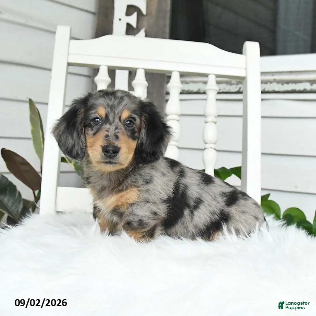 Dachshund dogs for sale: Titan - Ad 1