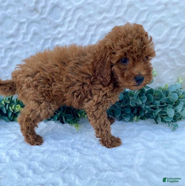 Miniature Poodle dogs Max - Ad 1