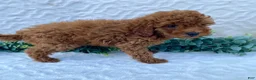 Miniature Poodle dogs for sale: Max - Ad 1
