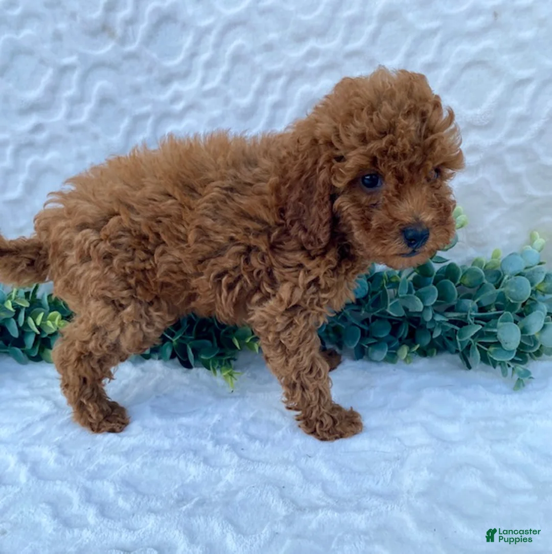 Miniature Poodle dogs for sale: Max - Ad 1