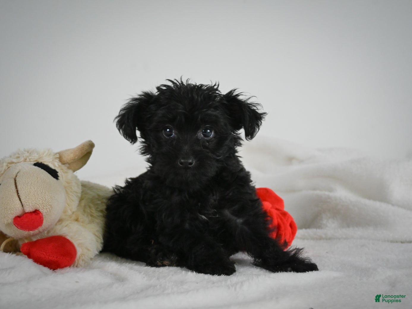 Yorkiepoo dogs Abby - Ad 2