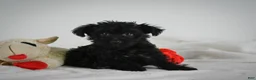 Yorkiepoo dogs for sale: Abby - Ad 2