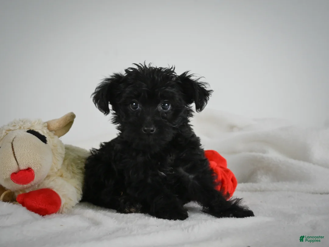 Yorkiepoo dogs for sale: Abby - Ad 2