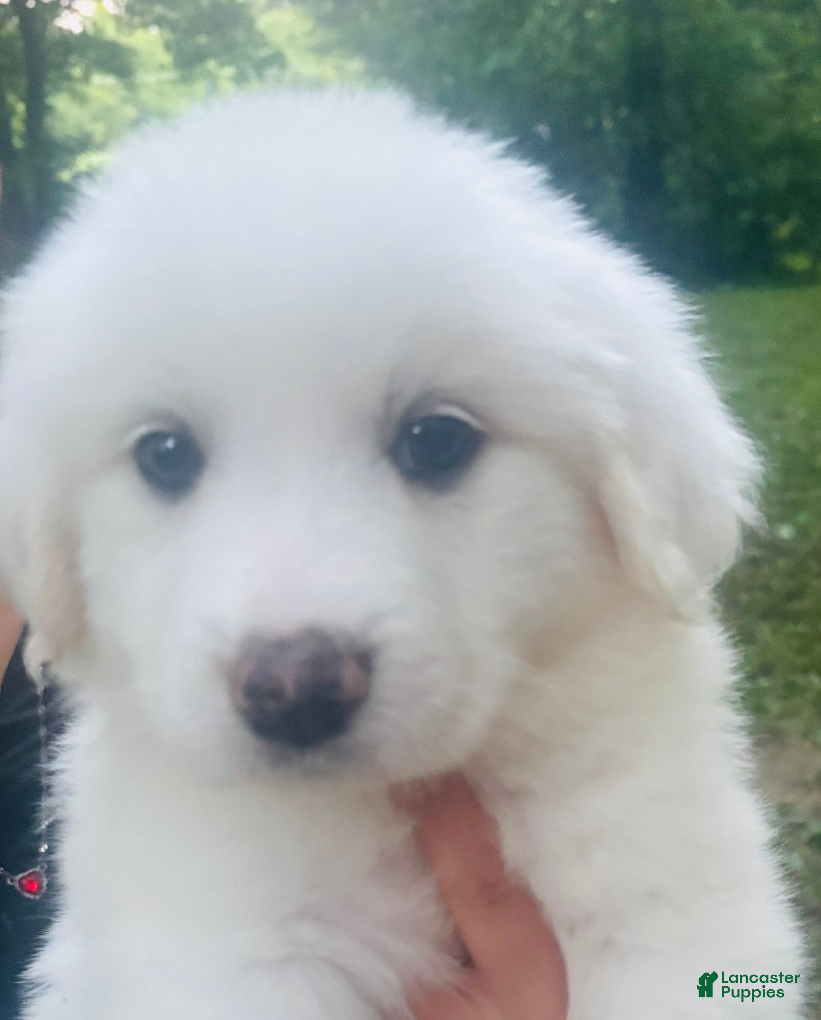 Great Pyrenees dogs Hercules - Ad 1