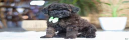 Miniature Poodle dogs for sale: Sprout - Ad 4