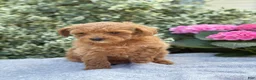 Toy Poodle dogs for sale: Patsy - Ad 15