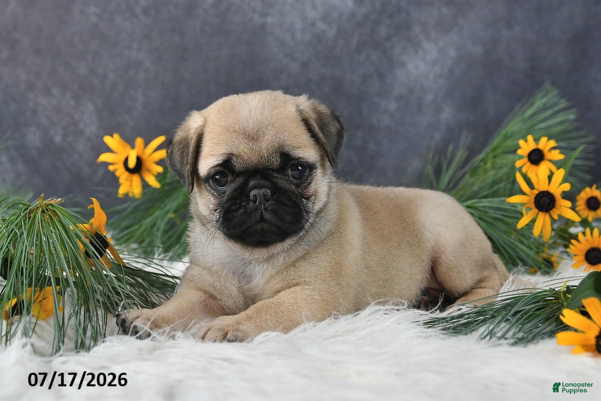 Pug dogs Kelsey - Ad 2