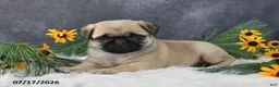 Pug dogs for sale: Kelsey - Ad 2