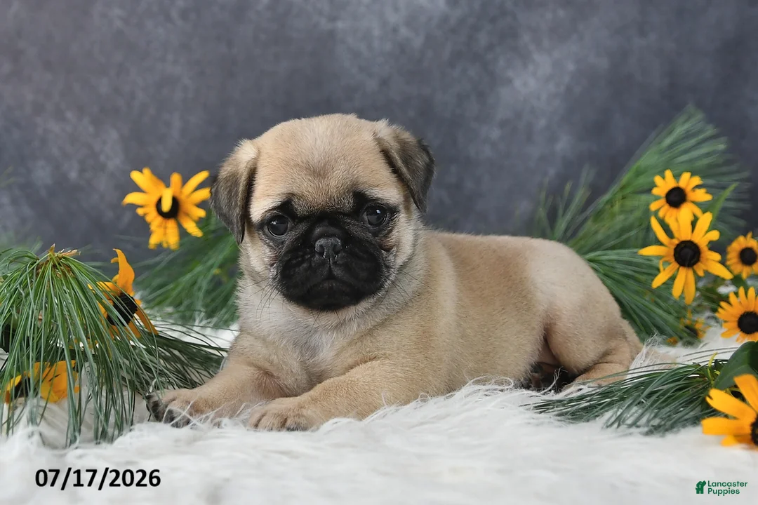 Pug dogs for sale: Kelsey - Ad 2
