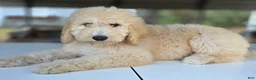 Goldendoodle dogs for sale: Ember - Ad 4