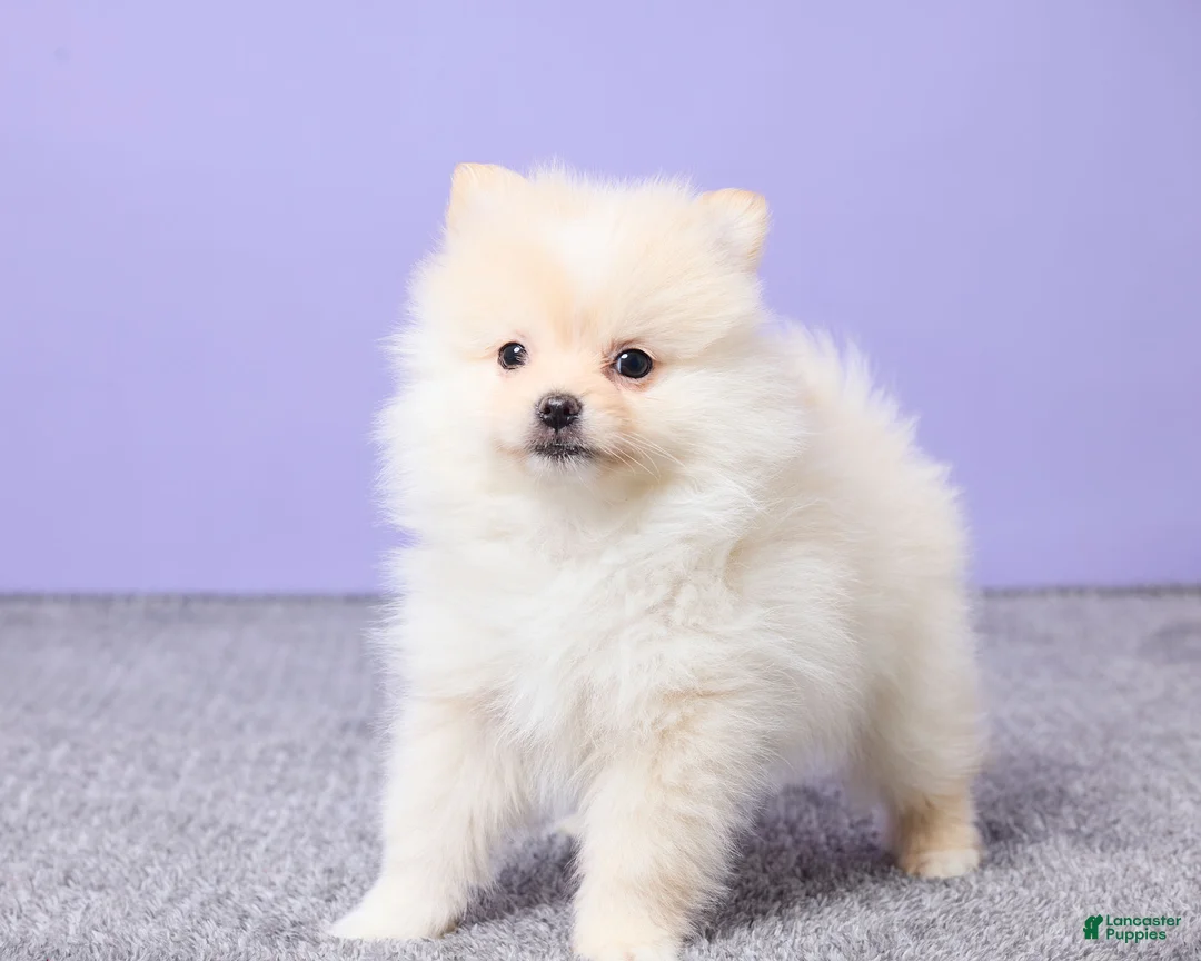 Pomeranian dogs for sale: Wilbur - Ad 5