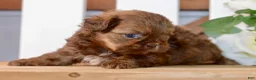 Shih Tzu dogs for sale: Betty - Ad 6