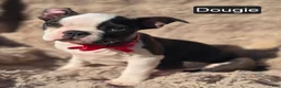 Boston Terrier dogs for sale: Douggie - Ad 6