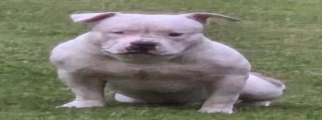 Toby