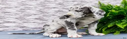 Great Dane dogs for sale: Kara - Ad 8