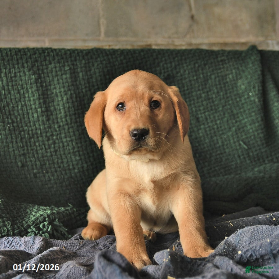 Goldador dogs Shaggy  - Ad 7