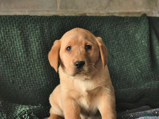 Goldador dogs Shaggy - Ad 7