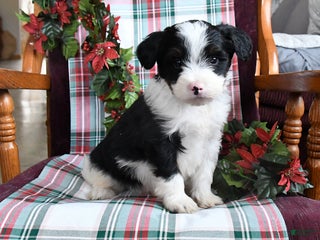 Bernedoodle dogs Cooper - Ad 4