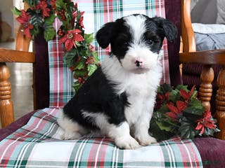 Bernedoodle dogs Cooper - Ad 17