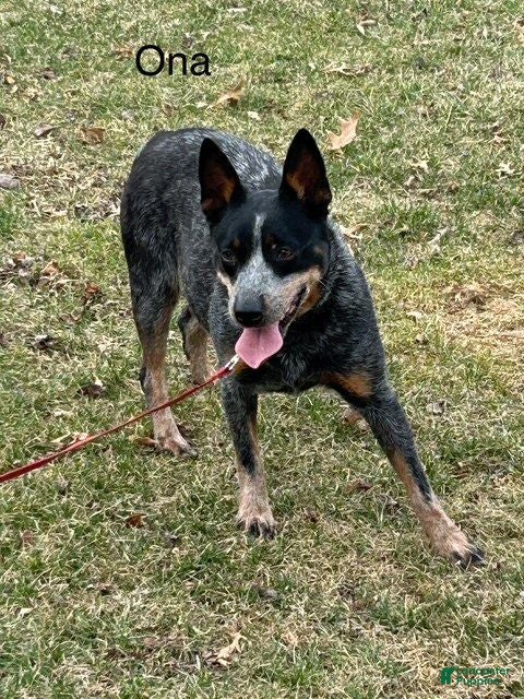 Australian Cattle Dog dogs Australian Cattle Dog Female 1 - Ad 2