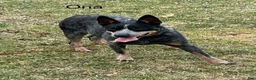 Australian Cattle Dog dogs for sale: Australian Cattle Dog Female 1 - Ad 2
