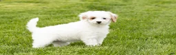 Mini Goldendoodle dogs for sale: Penelope  - Ad 2