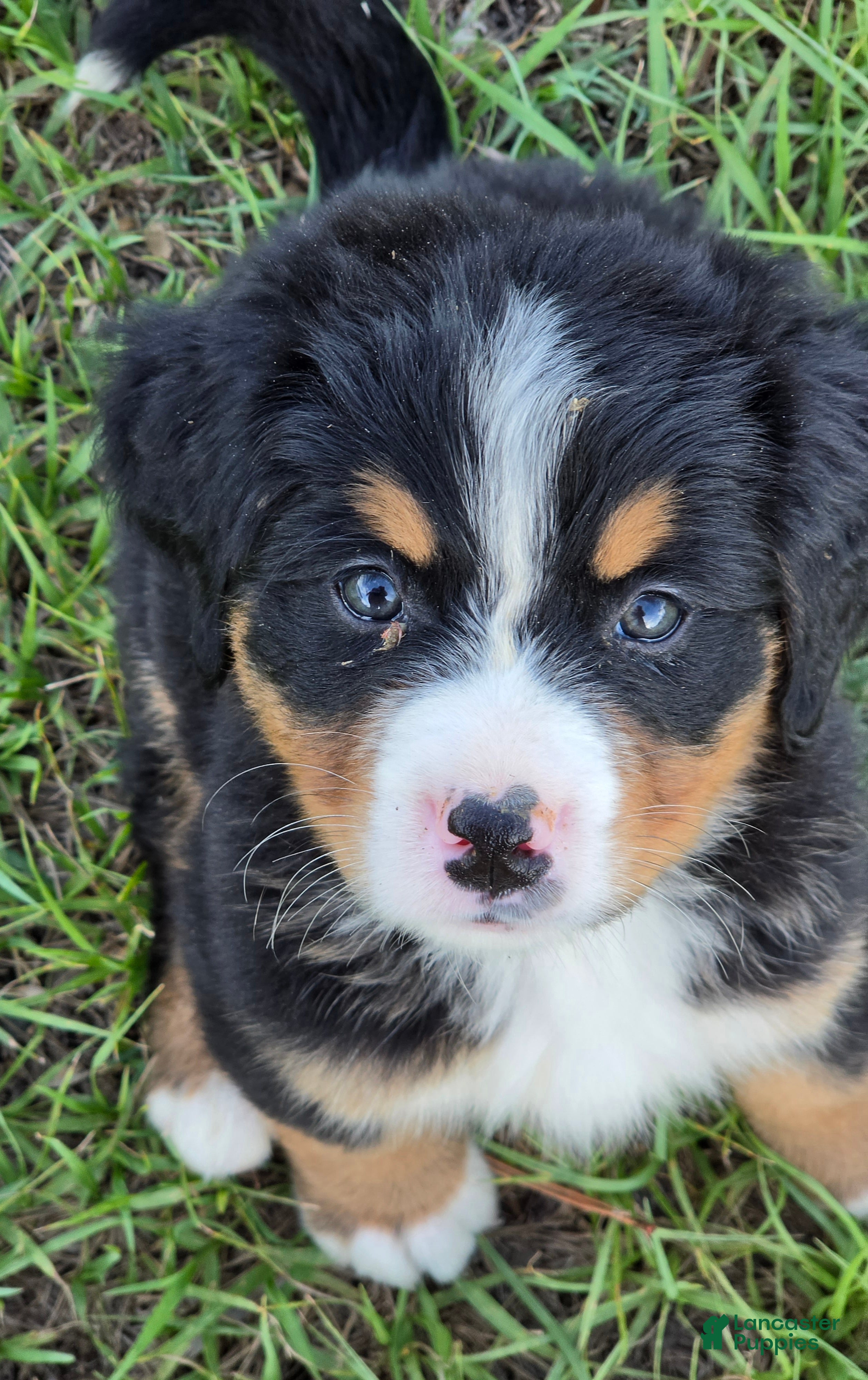 Bernese Mountain Dog dogs Bella - Ad 1
