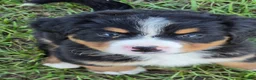 Bernese Mountain Dog dogs for sale: Bella - Ad 1