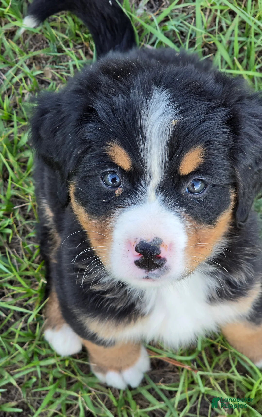 Bernese Mountain Dog dogs for sale: Bella - Ad 1