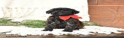 Toy Poodle dogs for sale: Bandit - Ad 2